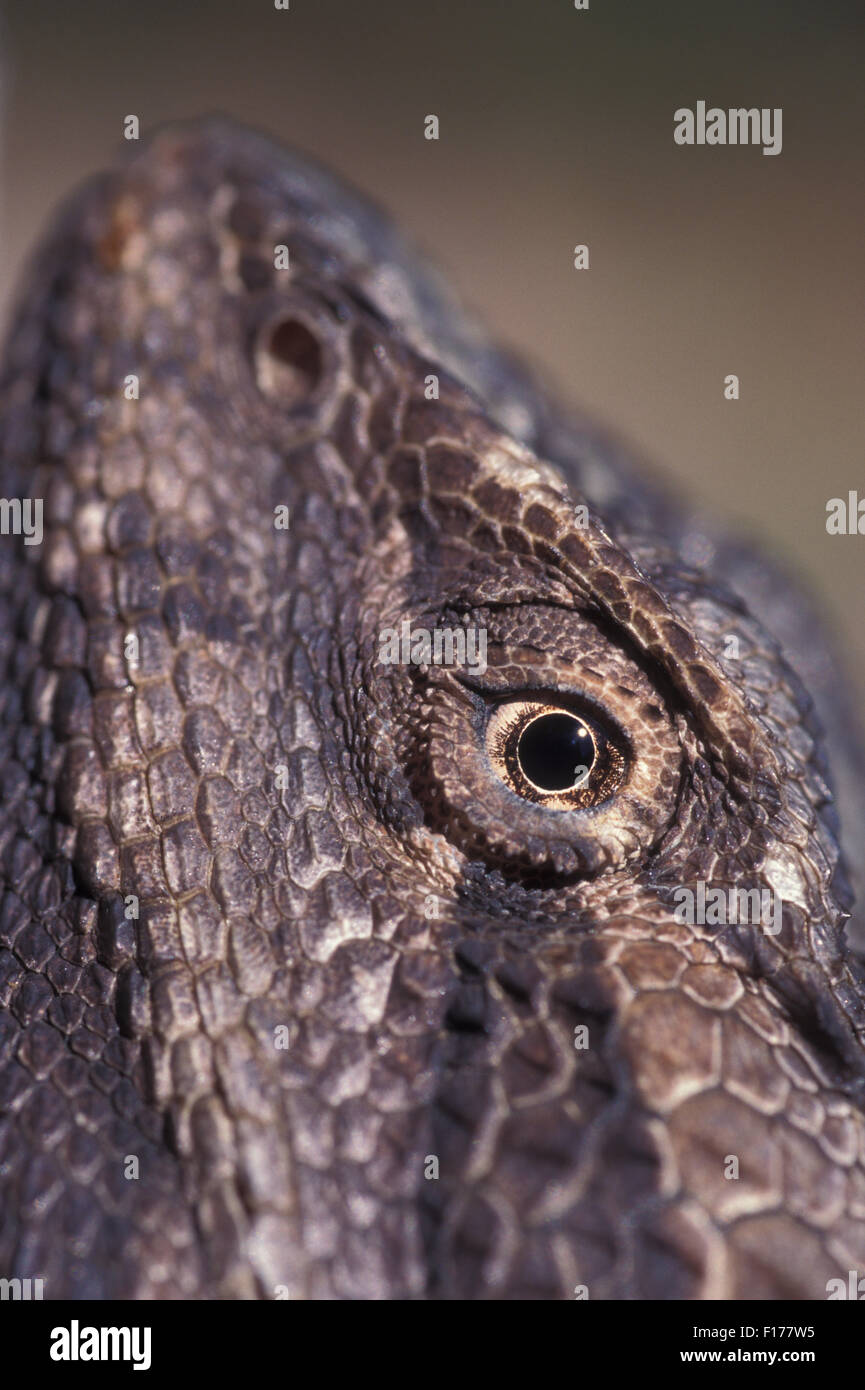 CLOSE-UP colpo di testa di un acqua orientale DRAGON (PHYSIGNATHUS LESUEURII) AUSTRALIA Foto Stock