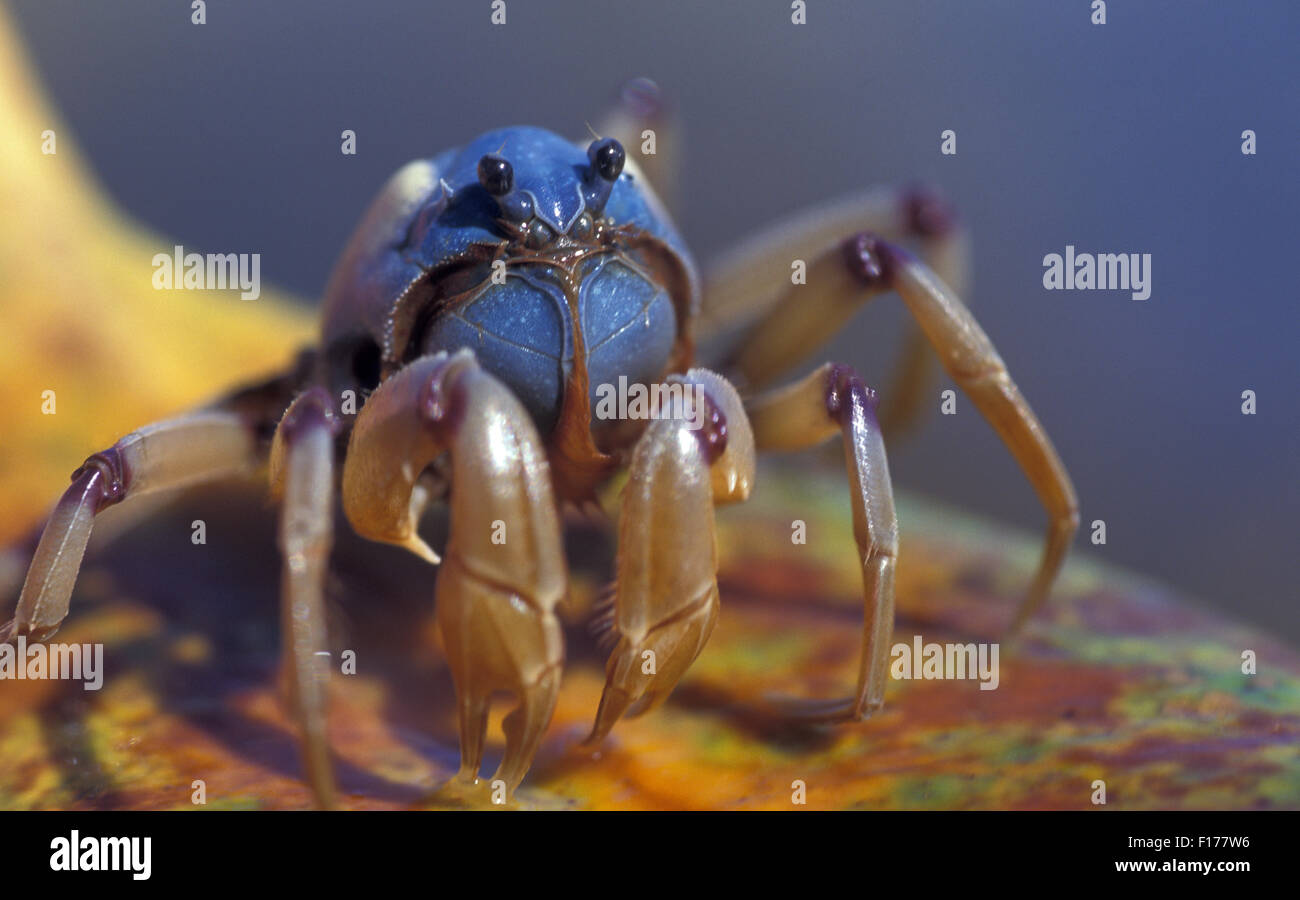 SOLDIER CRAB (MICTYRIS SP.), con la bassa marea, QUEENSLAND, Australia Foto Stock