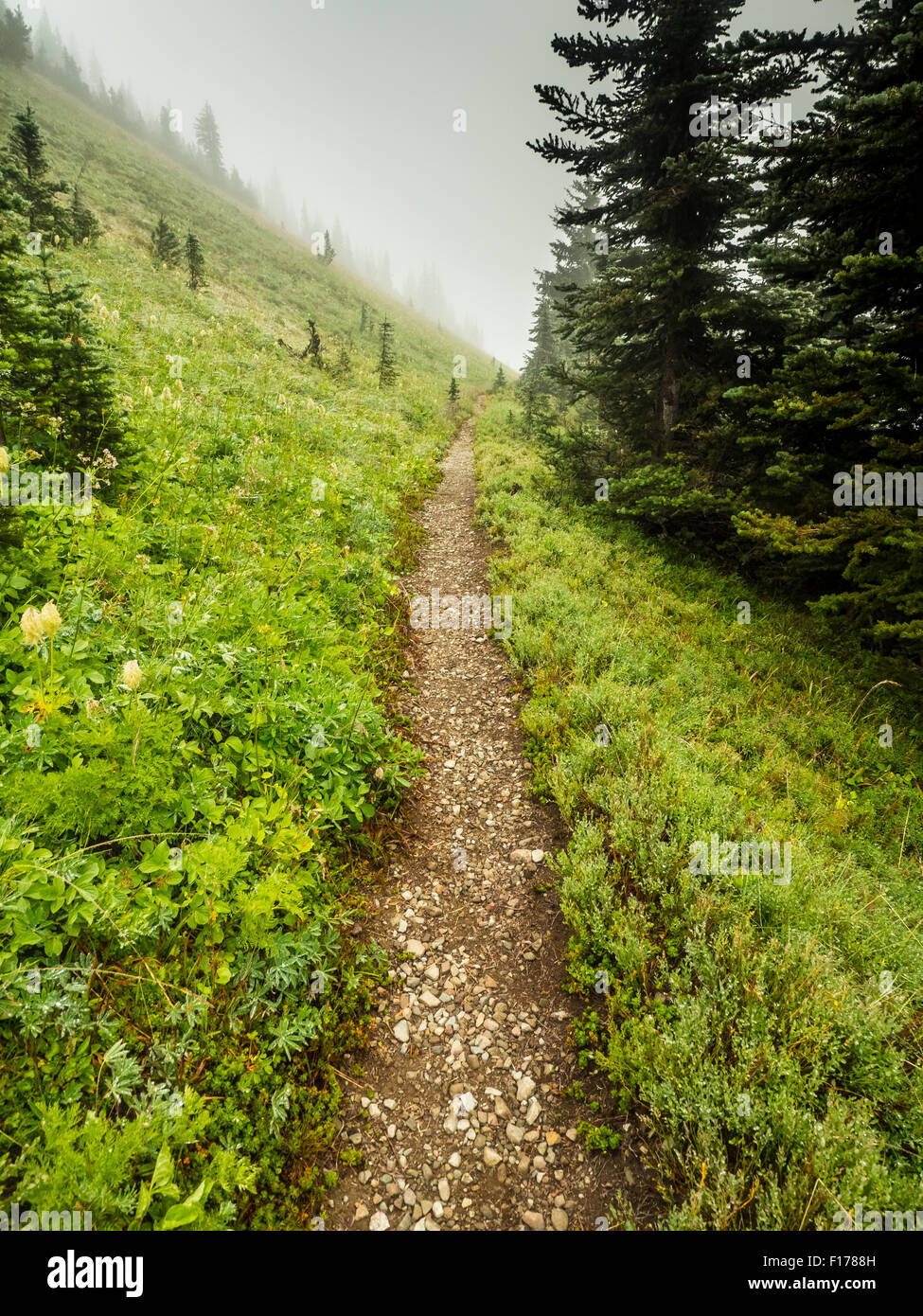 Il Pacific Crest Trail come fette attraverso una nebbia alpine pendio montuoso nella parte settentrionale di Washington Foto Stock