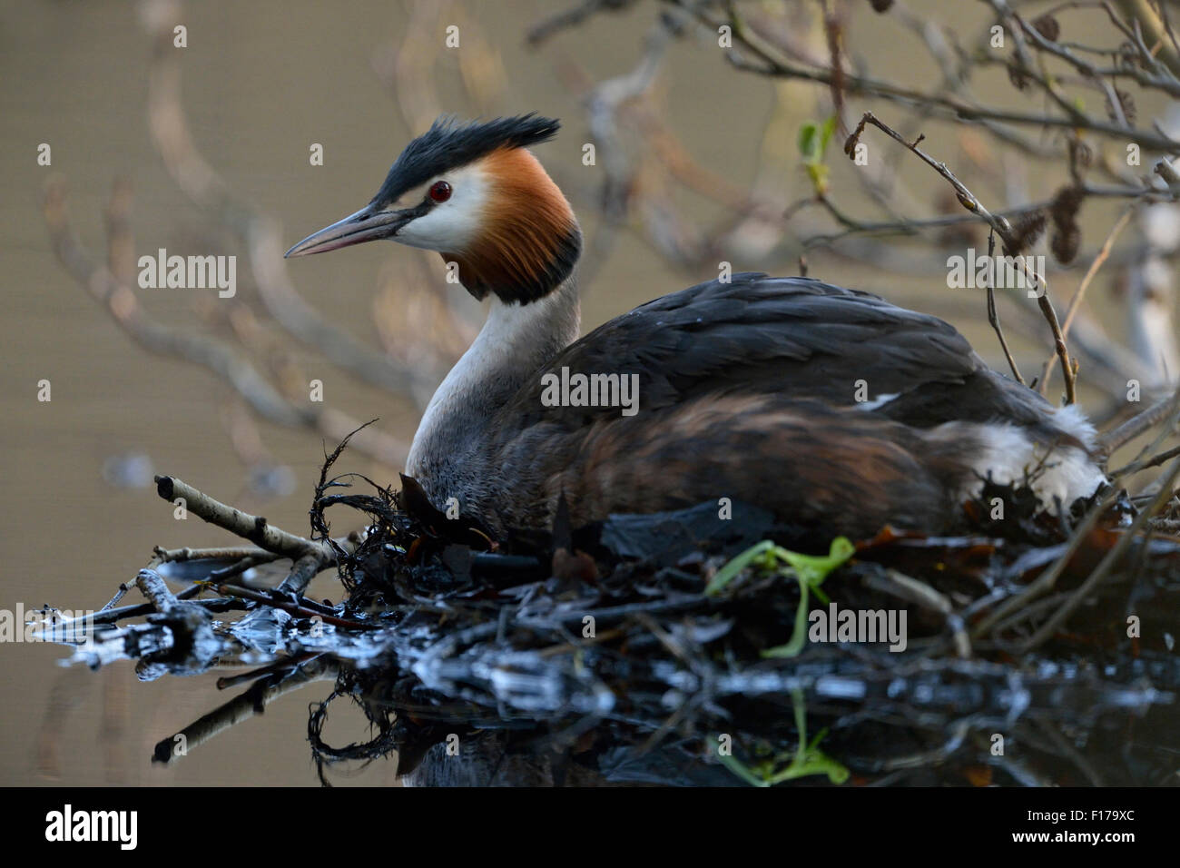 Allevamento Svasso maggiore / Grande Crestie / Haubentaucher ( Podiceps cristatus ) si siede sul suo nido. Foto Stock