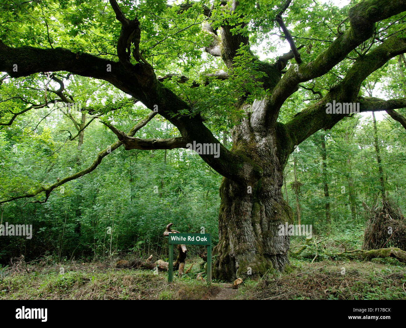 Bianco Rovere Rd, storica vecchia quercia in foresta Savernake, Wiltshire, Regno Unito Foto Stock