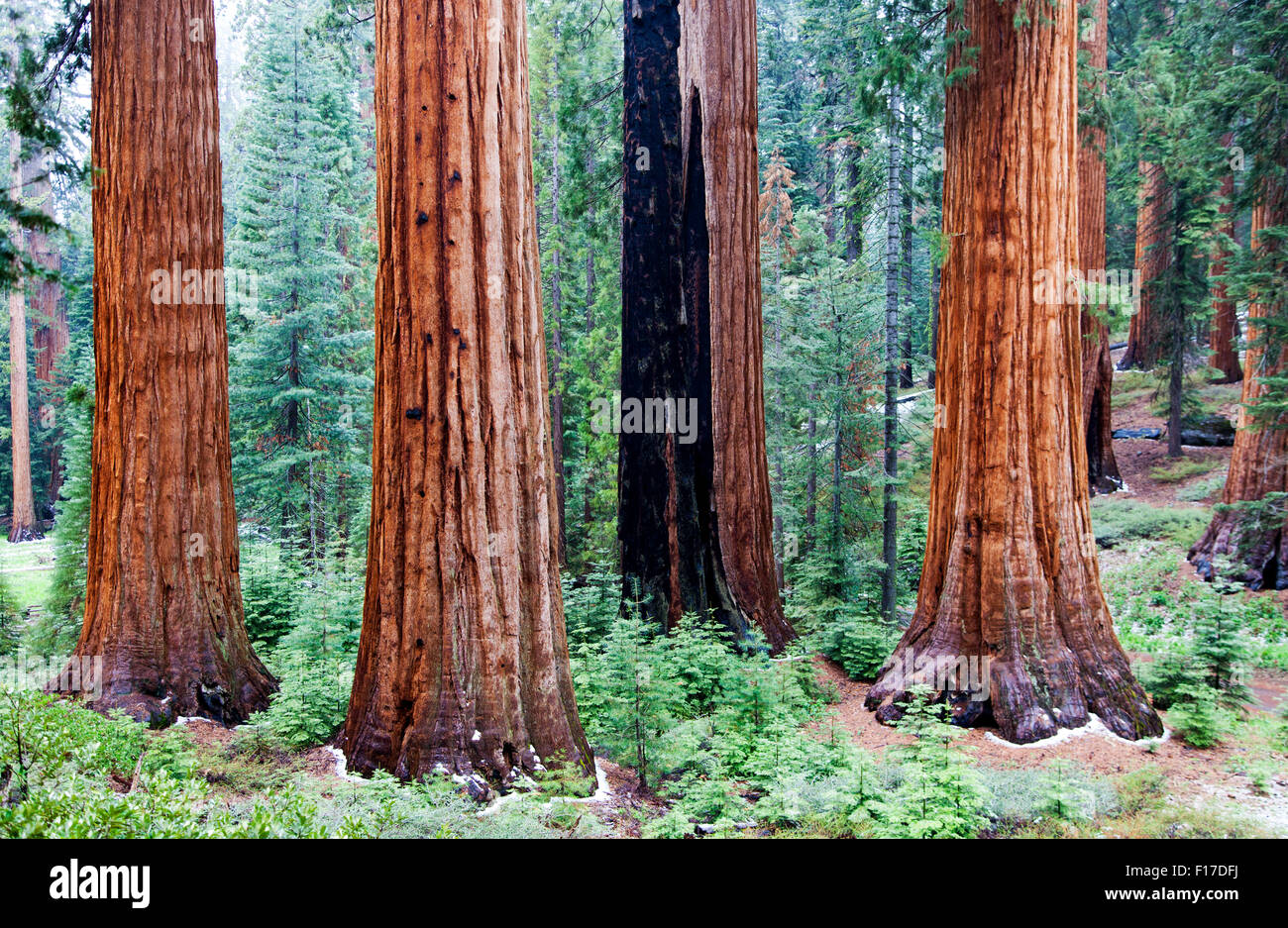 Sequoie giganti di Mariposa Grove, Yosemite National Park, California, Stati Uniti d'America Foto Stock