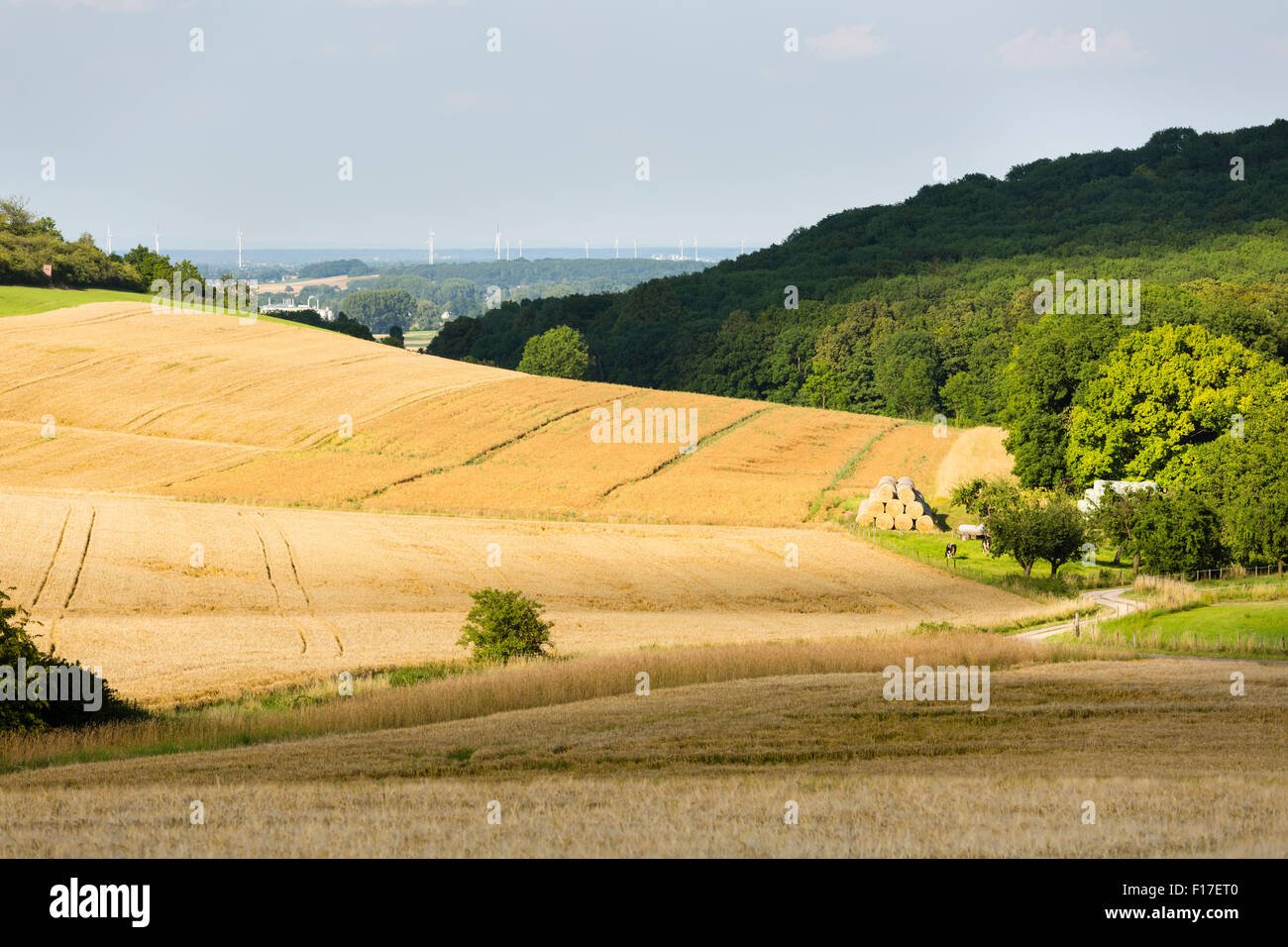 Golden campi di segale in bella luce sulle colline a nord di Eifel paesaggio in Germania con alcune mucche nella valle e turbi del vento Foto Stock