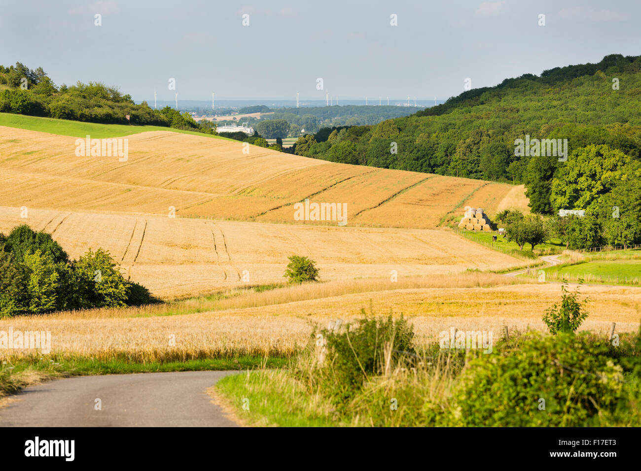 Una strada che conduce al golden campi di segale in bella luce sulle colline a nord di Eifel paesaggio in Germania con alcune mucche in v Foto Stock