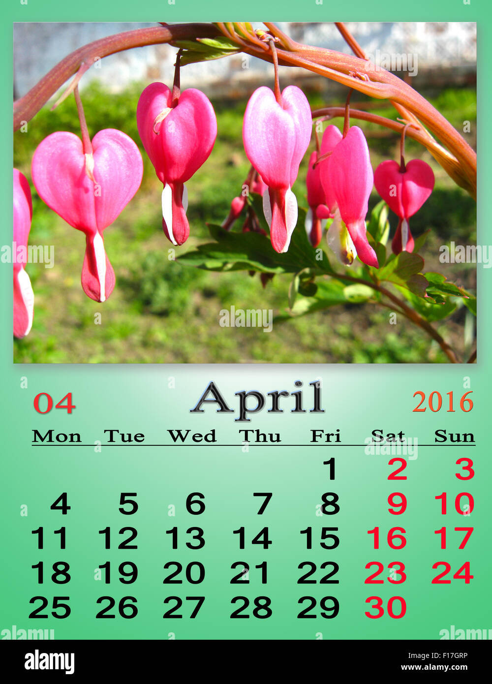 Calendario per il mese di aprile 2016 con nastro di fioritura dicentra Foto Stock