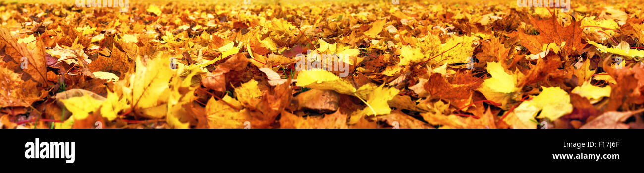 Foglie di autunno giacente sul terreno, super wide format banner, colori vibranti Foto Stock