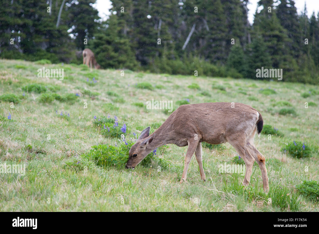 Due nero-tailed deer pascolare su un verde prato sotto la pioggia Foto Stock