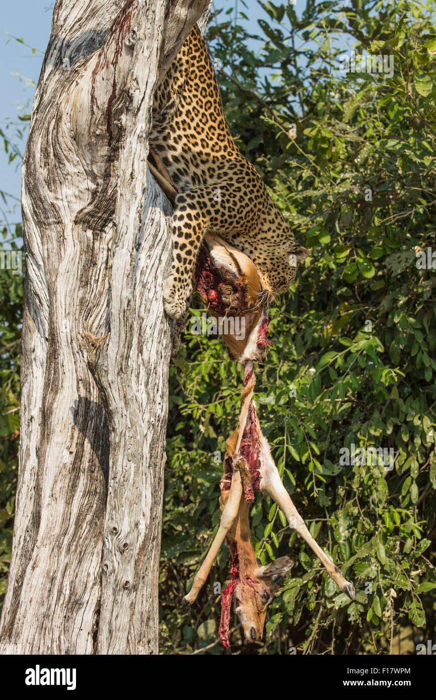 Leopard portando la sua Impala kill verso il basso a partire da una struttura ad albero Foto Stock