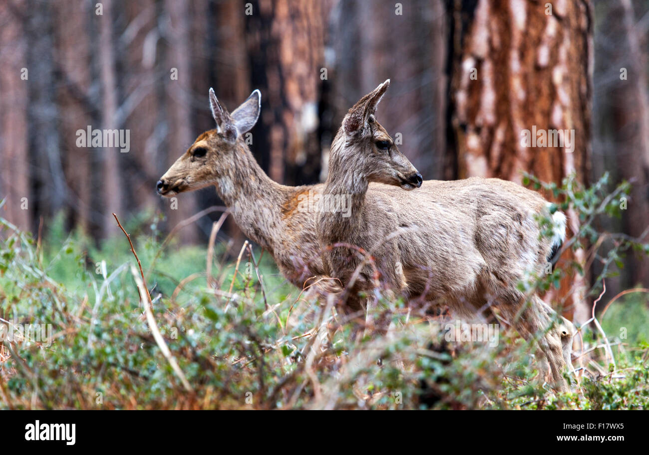 Due cervi muli (Odocoileus hemionus), nel Parco Nazionale di Yosemite in California, Stati Uniti d'America Foto Stock