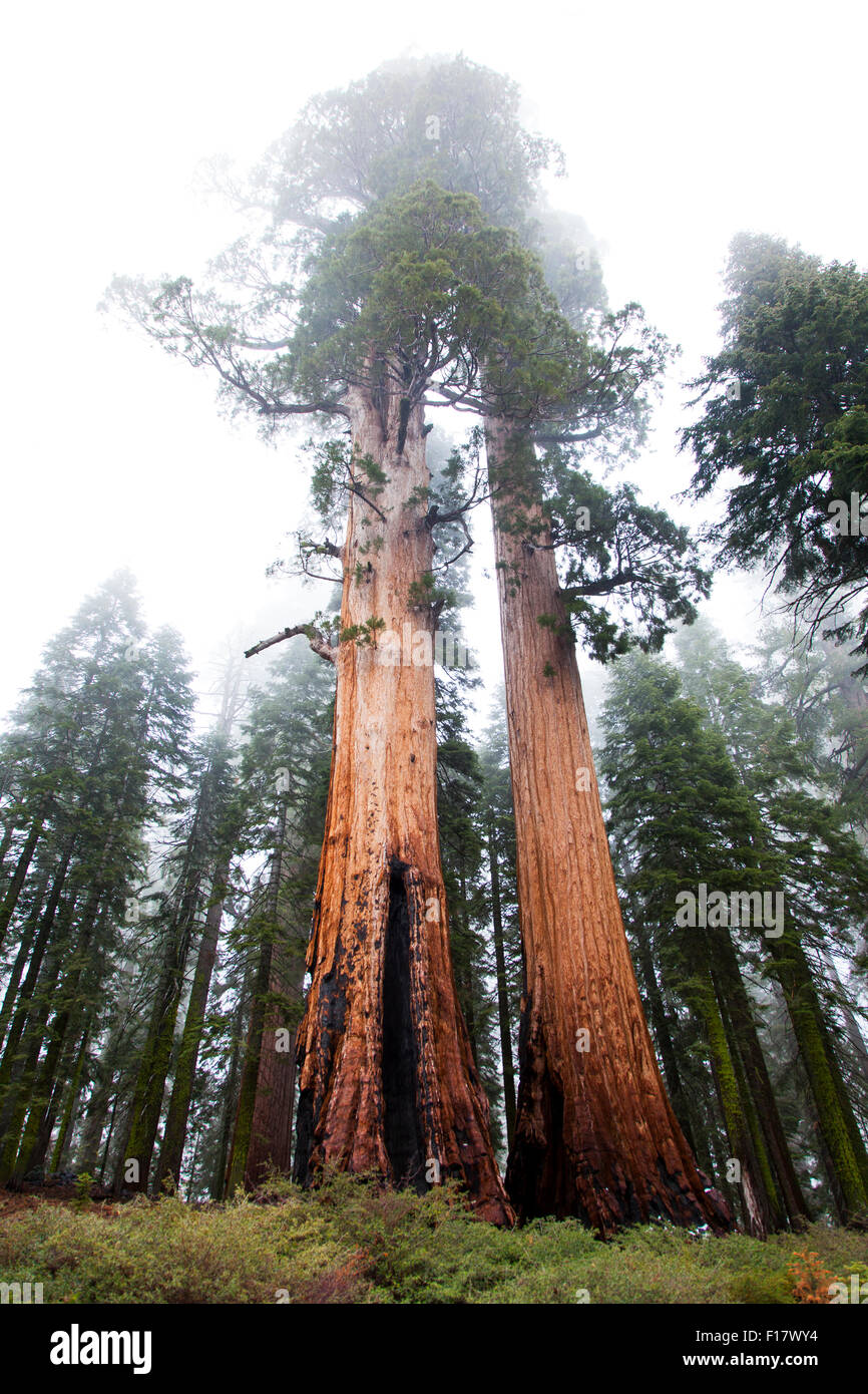 Sequoie giganti di Mariposa Grove, Yosemite National Park, California, Stati Uniti d'America Foto Stock