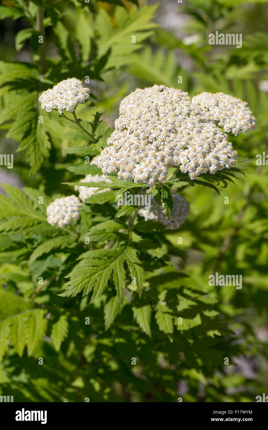 Radiati tansy, bianco fiorito, tansy Großblättrige Wucherblume, Straußmargerite, Tanacetum macrophyllum,crisantemo macrophyllum Foto Stock
