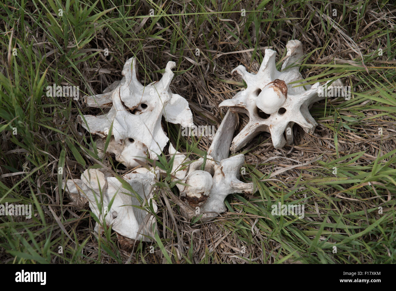 Un gruppo di vertebre da la spina dorsale di un morto bisonti americani (Buffalo) come riscontrato in erba delle Grandi Pianure. Foto Stock