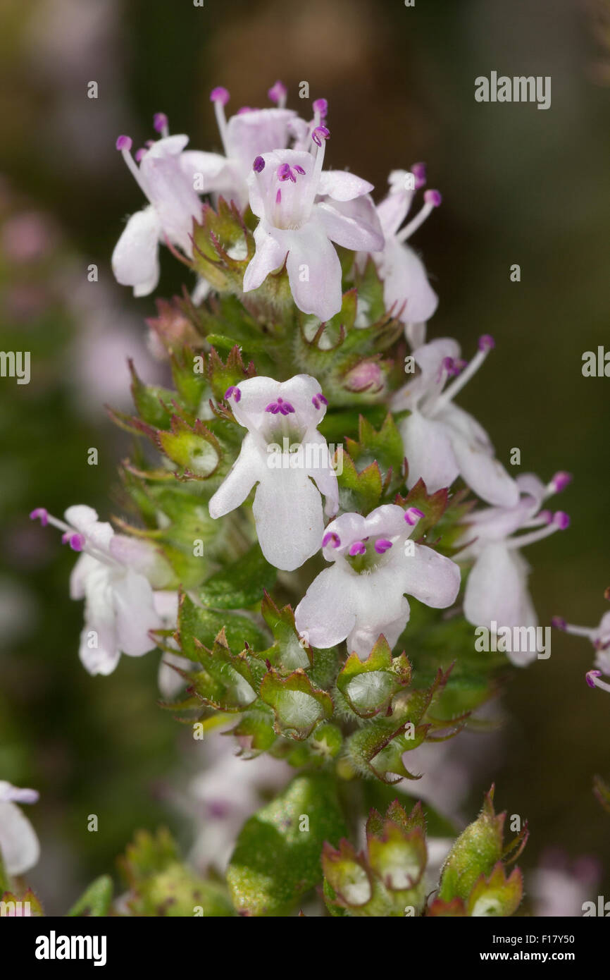 Timo comune, giardino timo, Echter su Thymian, Römischer Quendel, Kuttelkraut, Gartenthymian, Garten-Thymian, Thymus vulgaris Foto Stock