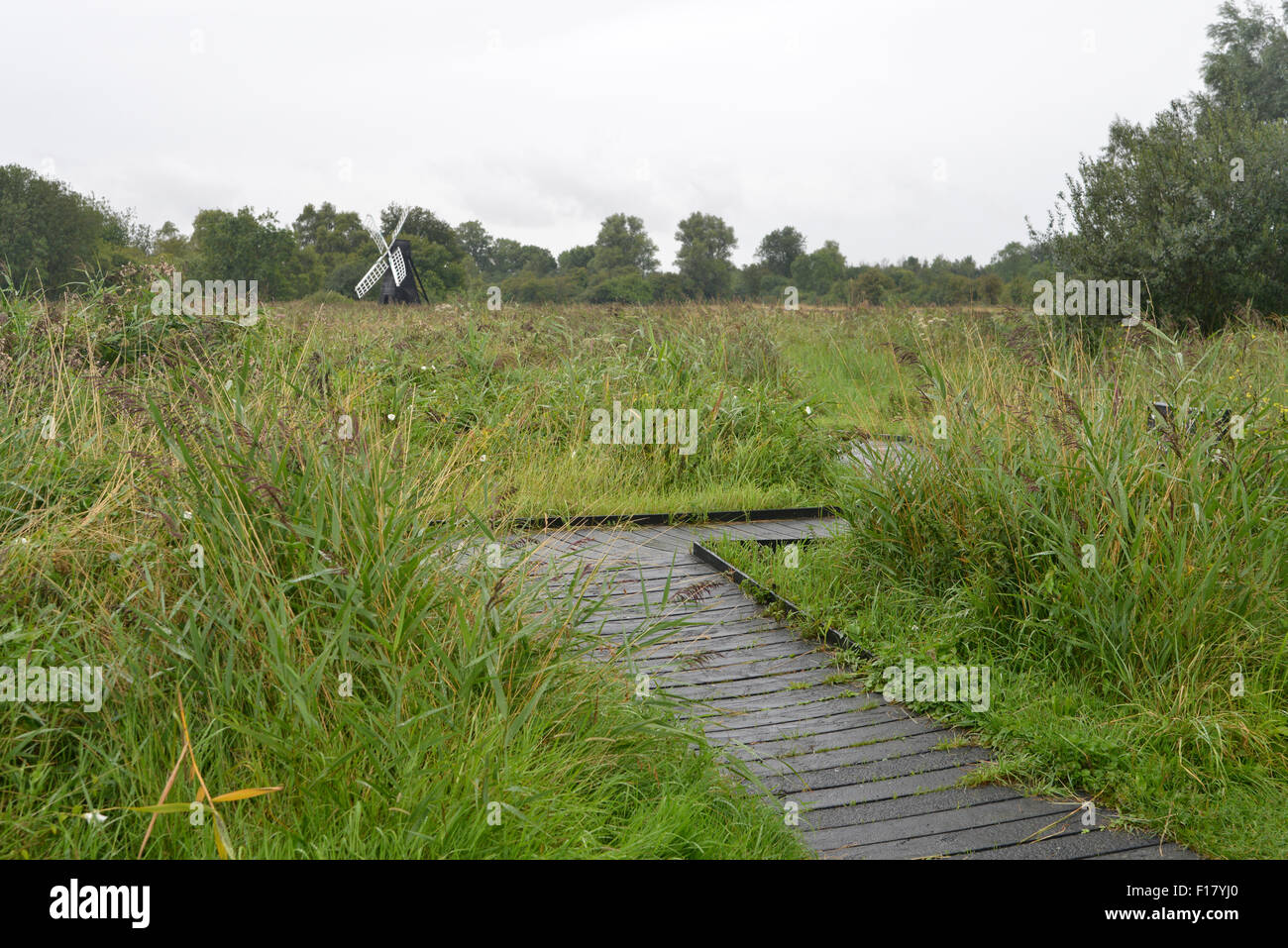 Il cariceto crescono su Wiffen Fen, terreni paludosi in Cambridgeshire, Inghilterra Foto Stock