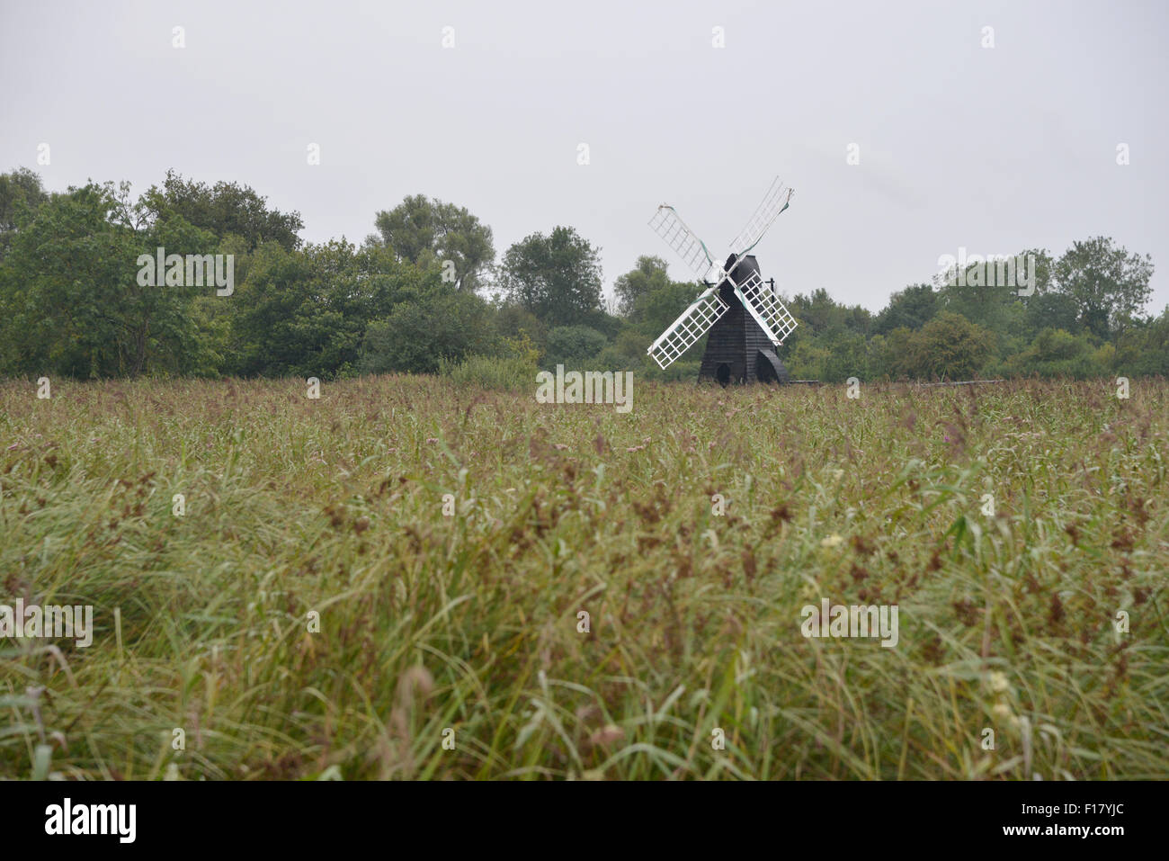 Il cariceto crescono su Wiffen Fen, terreni paludosi in Cambridgeshire, Inghilterra Foto Stock