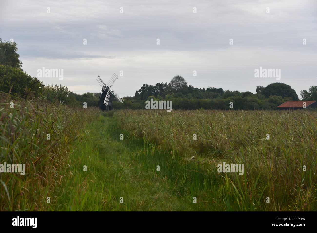 Il cariceto crescono su Wiffen Fen, terreni paludosi in Cambridgeshire, Inghilterra Foto Stock