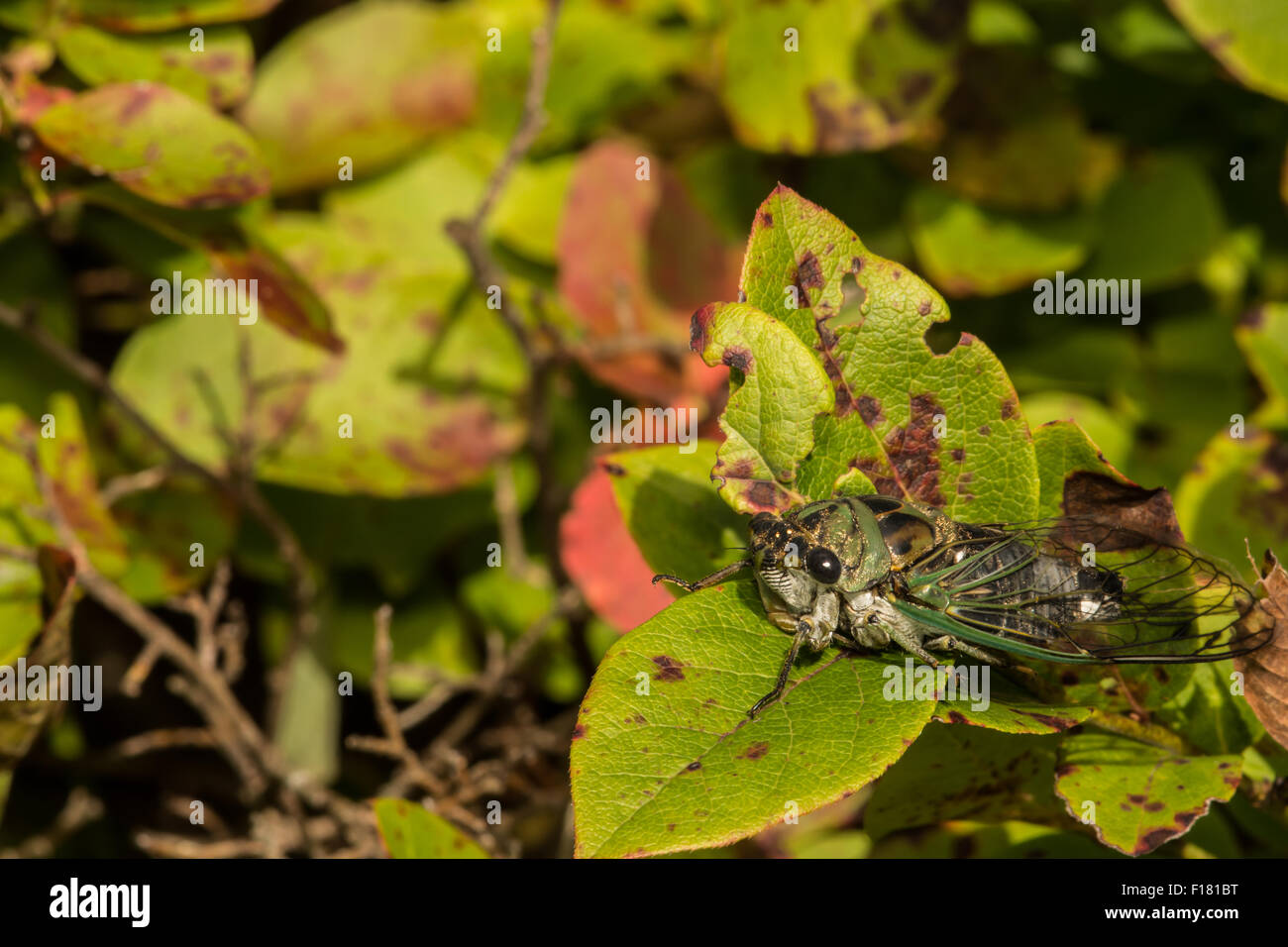 Giorno del cane della cicala Foto Stock