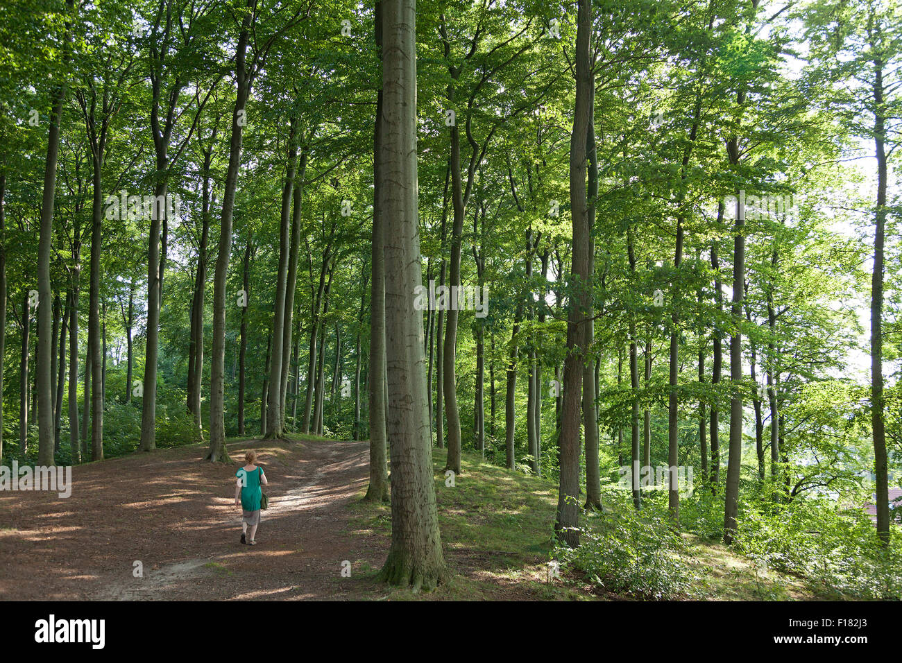 Beech grove, Ratzeburg, Schleswig-Holstein, Germania Foto Stock