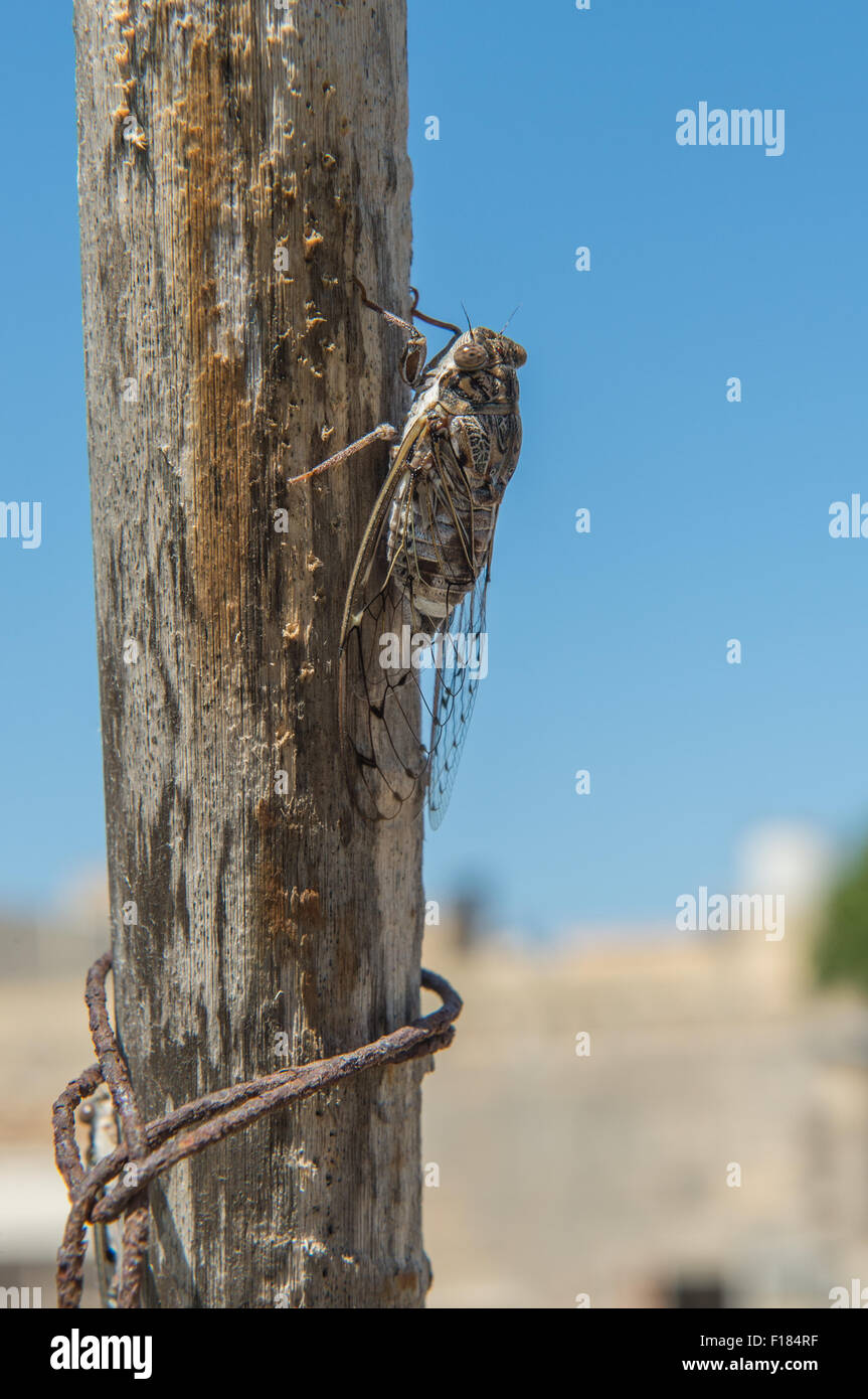 Grilli sul post, impianti Foto Stock