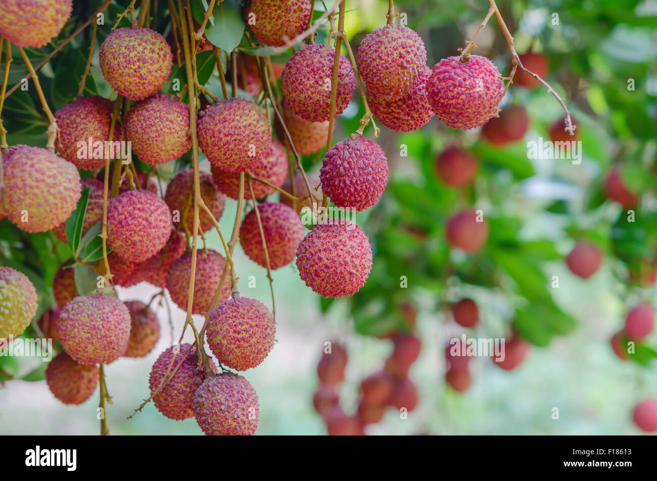 Litchi freschi su albero di litchi Orchard Foto Stock