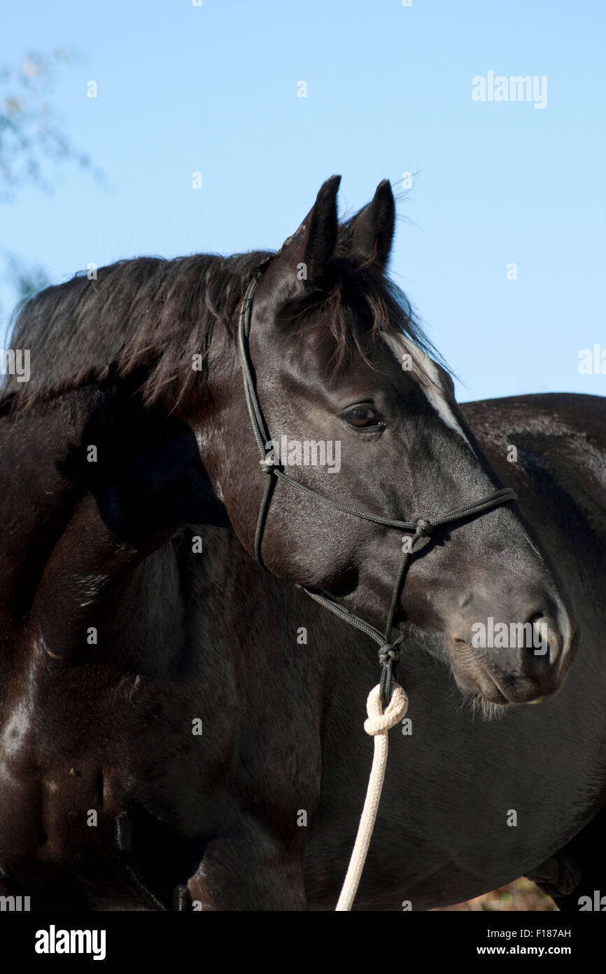 Cavallo nero ritratto viso con cielo blu Foto Stock