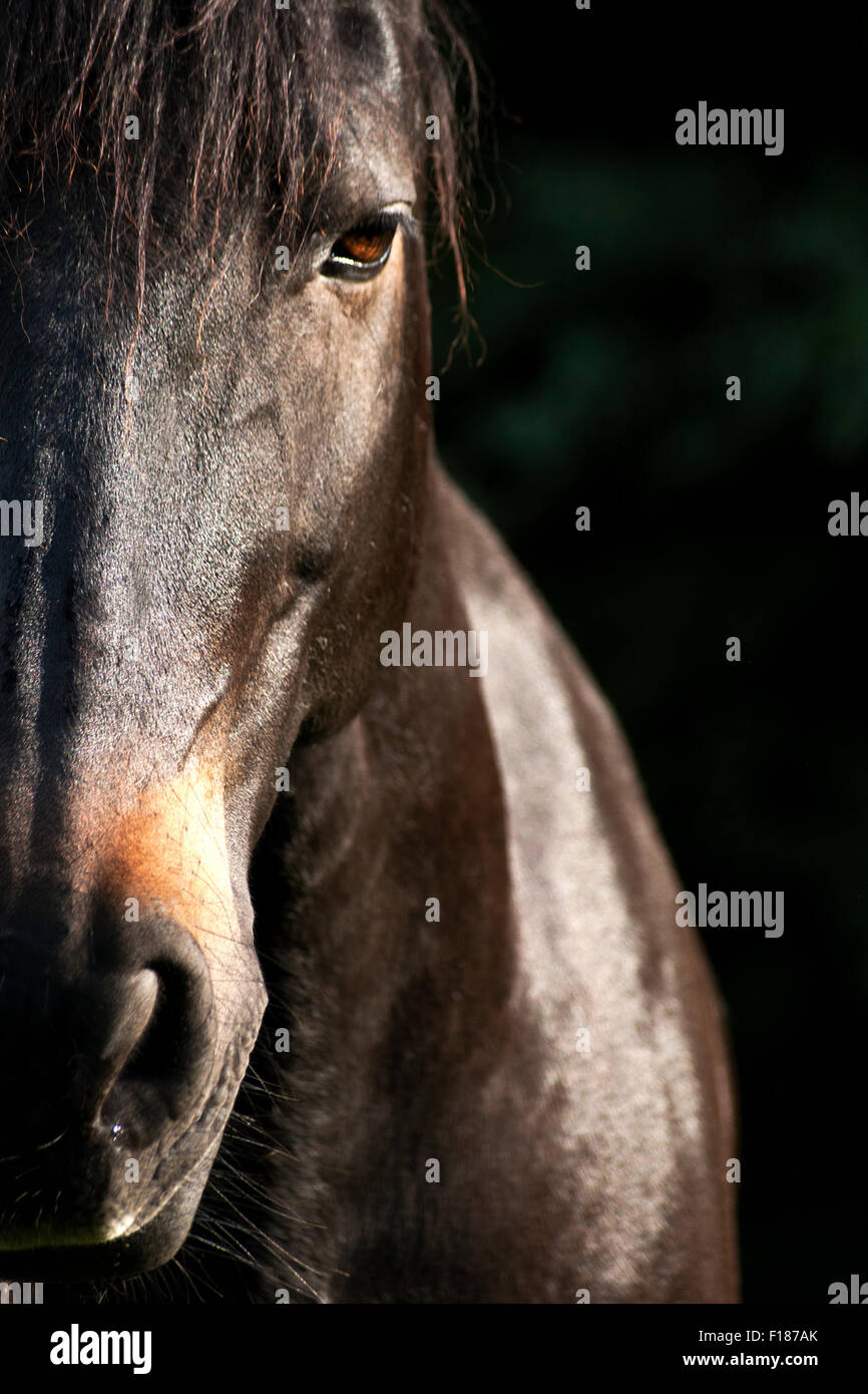 Cavallo bellissimo volto metà frontale in foto con lo spazio di testo Foto Stock