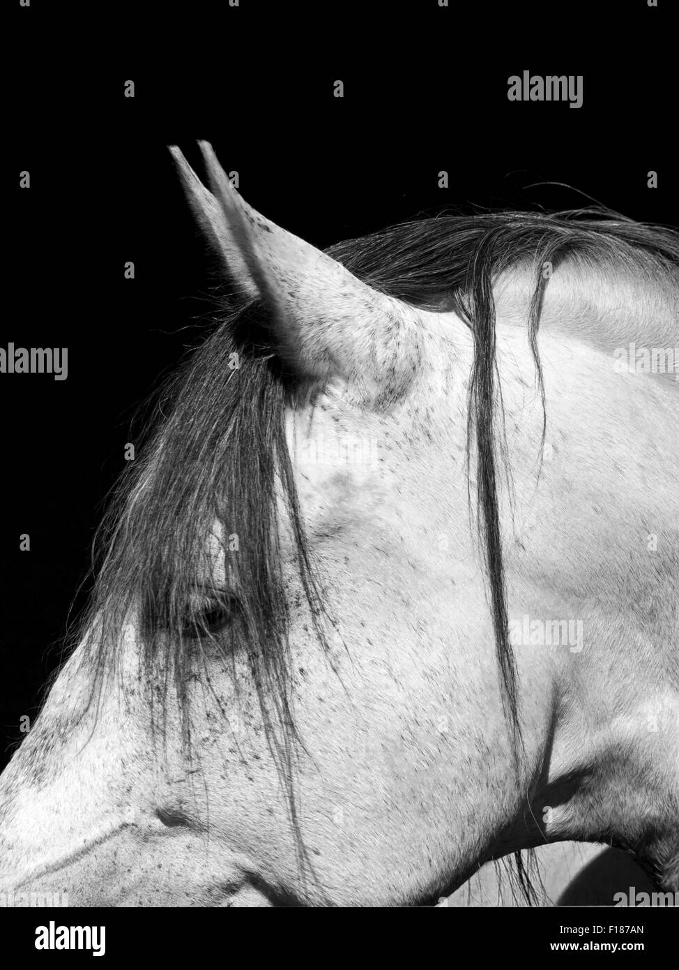 Bianco cavallo lusitano close up Foto Stock