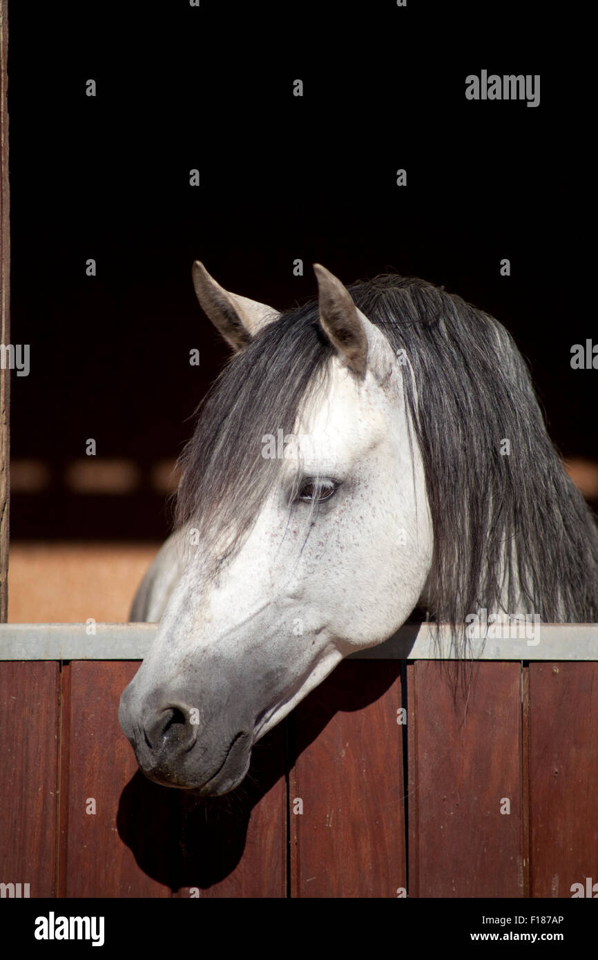 Bianco cavallo lusitano in posizione stabile di guardare al di fuori di una finestra Foto Stock