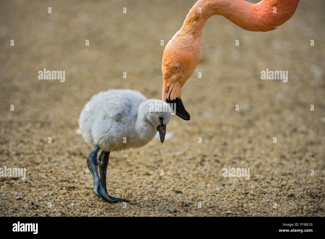 Bambino uccello della American flamingo (Phoenicopterus ruber) con sua madre. Foto Stock