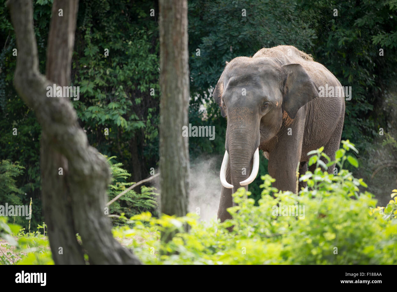 Elefante maschio nella foresta Foto Stock