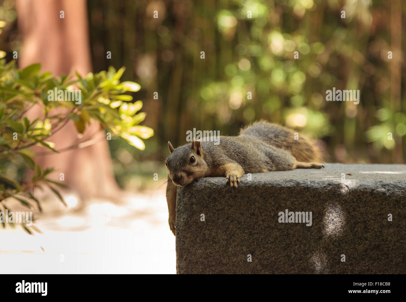 Una stanca scoiattolo prende un periodo di riposo su una panchina nel parco in un giorno caldo quando il calore è estenuante nel sud della California, Stati Uniti in Foto Stock