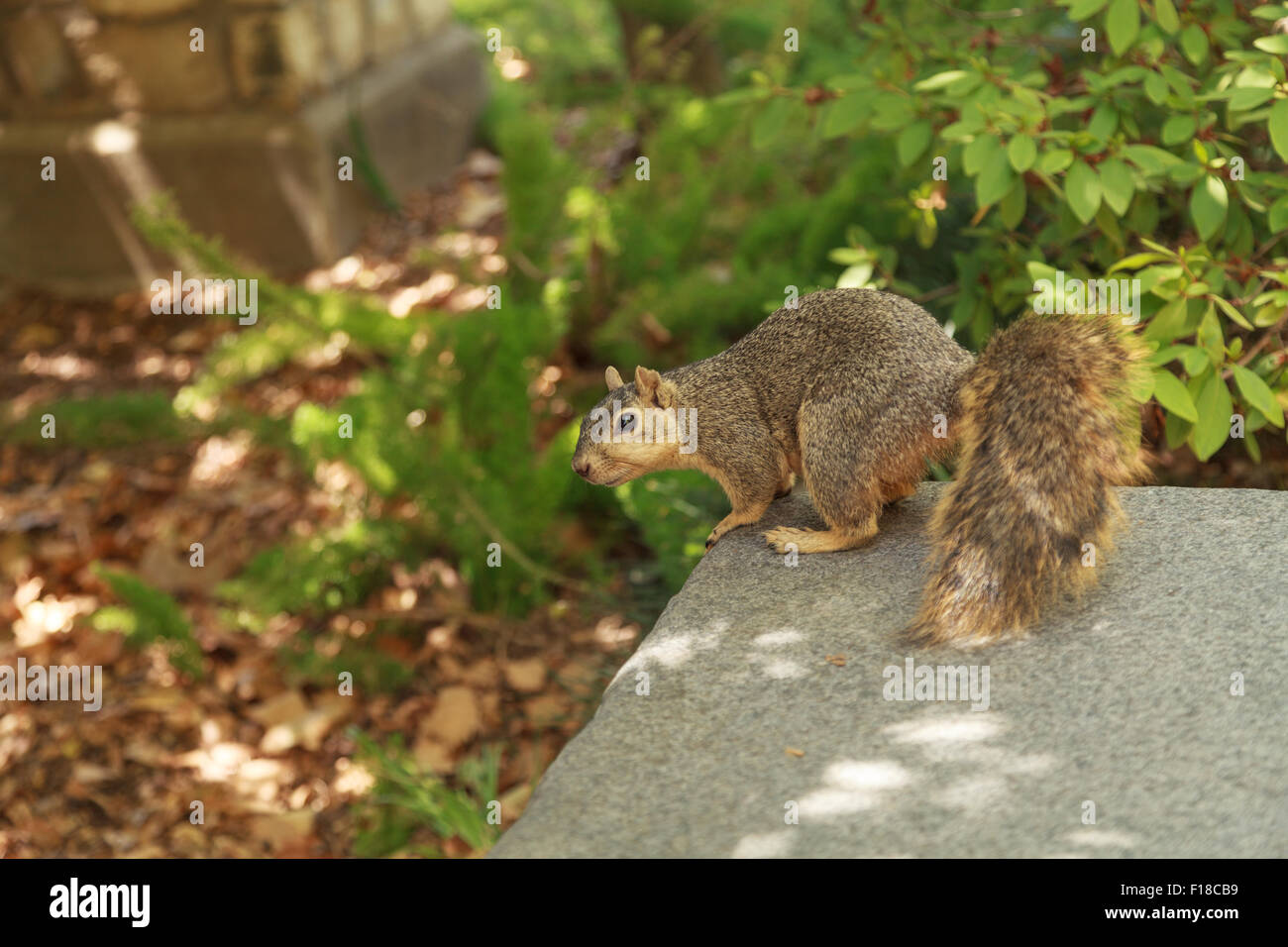 Uno scoiattolo prende un periodo di riposo su una panchina nel parco in un giorno caldo quando il calore è estenuante nel sud della California, Stati Uniti in Foto Stock