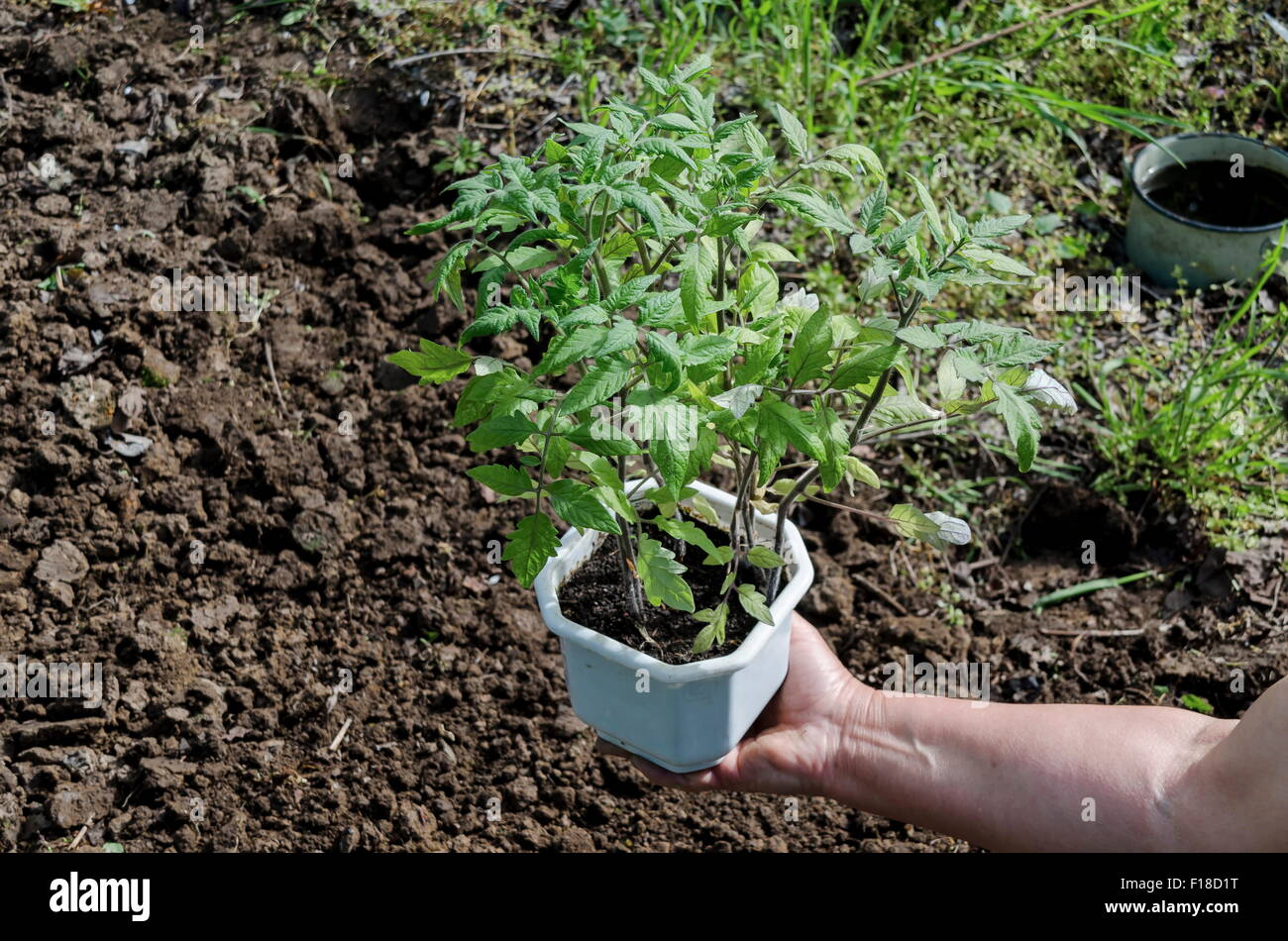 Agricoltura biologica di pomodoro in casa verde. Mani tenendo le piantine nella pentola, Bulgaria Foto Stock