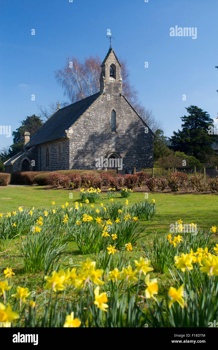 Capel Rug Rug Cappella in primavera la primavera con narcisi vicino a Corwen Denbighshire North East Wales UK Foto Stock