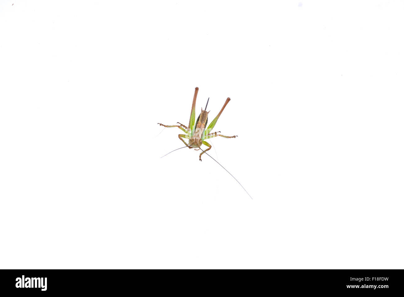 Verde e marrone grasshopper isolato su uno sfondo bianco Foto Stock