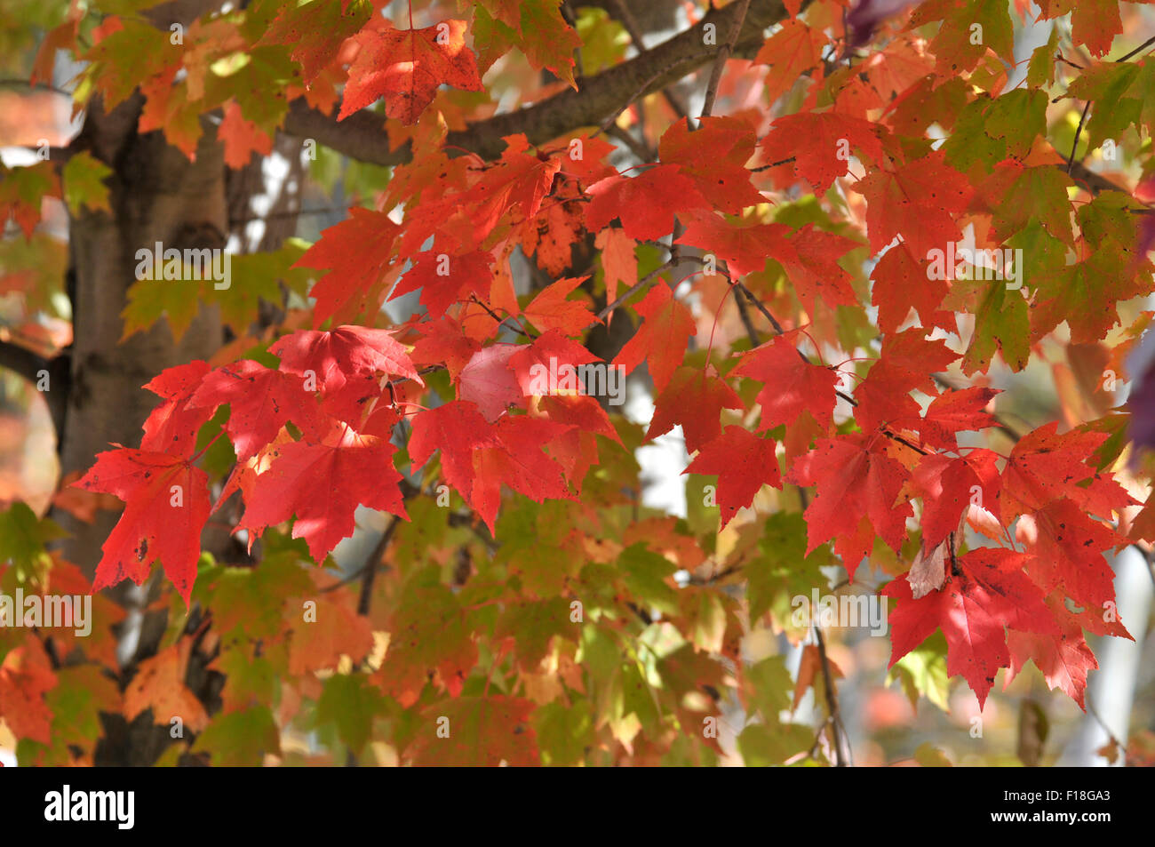 Autunno Maple Leafs, Canada Foto Stock