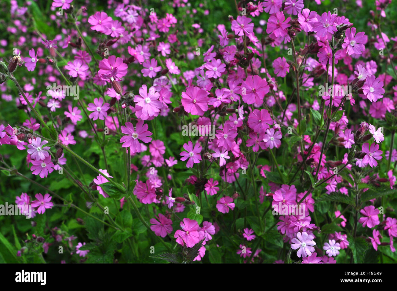 Una massa di red campion in fiore REGNO UNITO Foto Stock