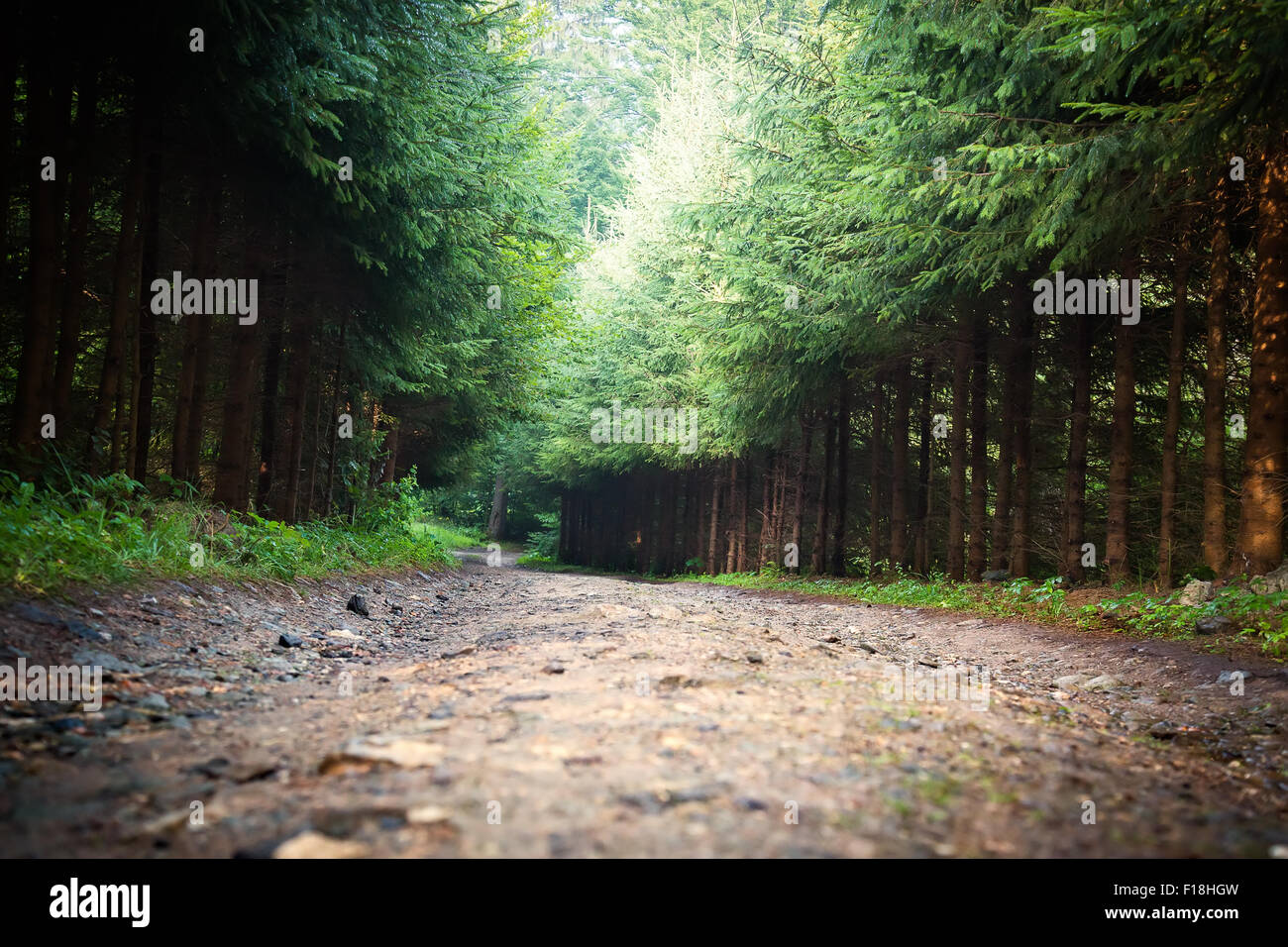 Lungo la strada in un bosco. Foto Stock