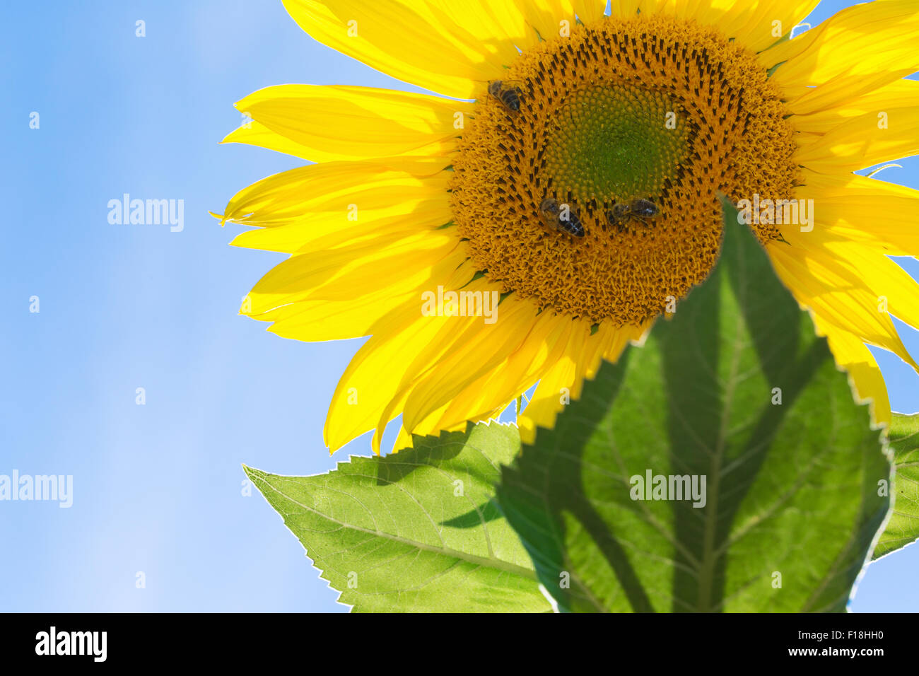 Girasole con api sul cielo dello sfondo. Foto Stock