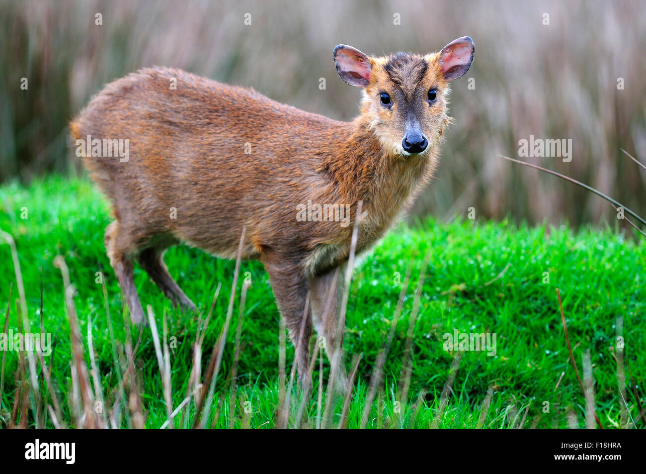 Cervo Muntjak Foto Stock