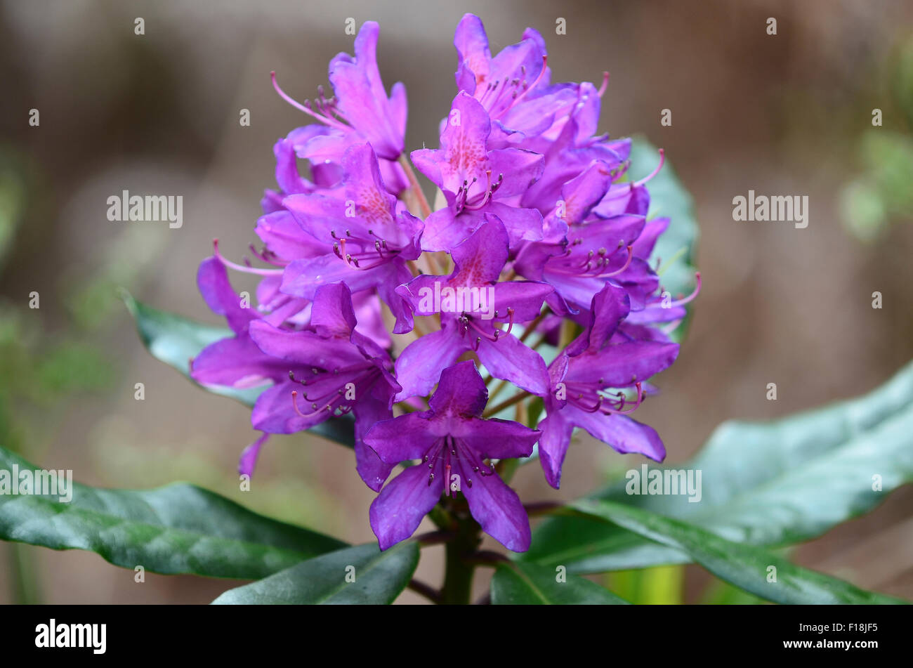 Rhododendron fiore viola di testa REGNO UNITO Foto Stock