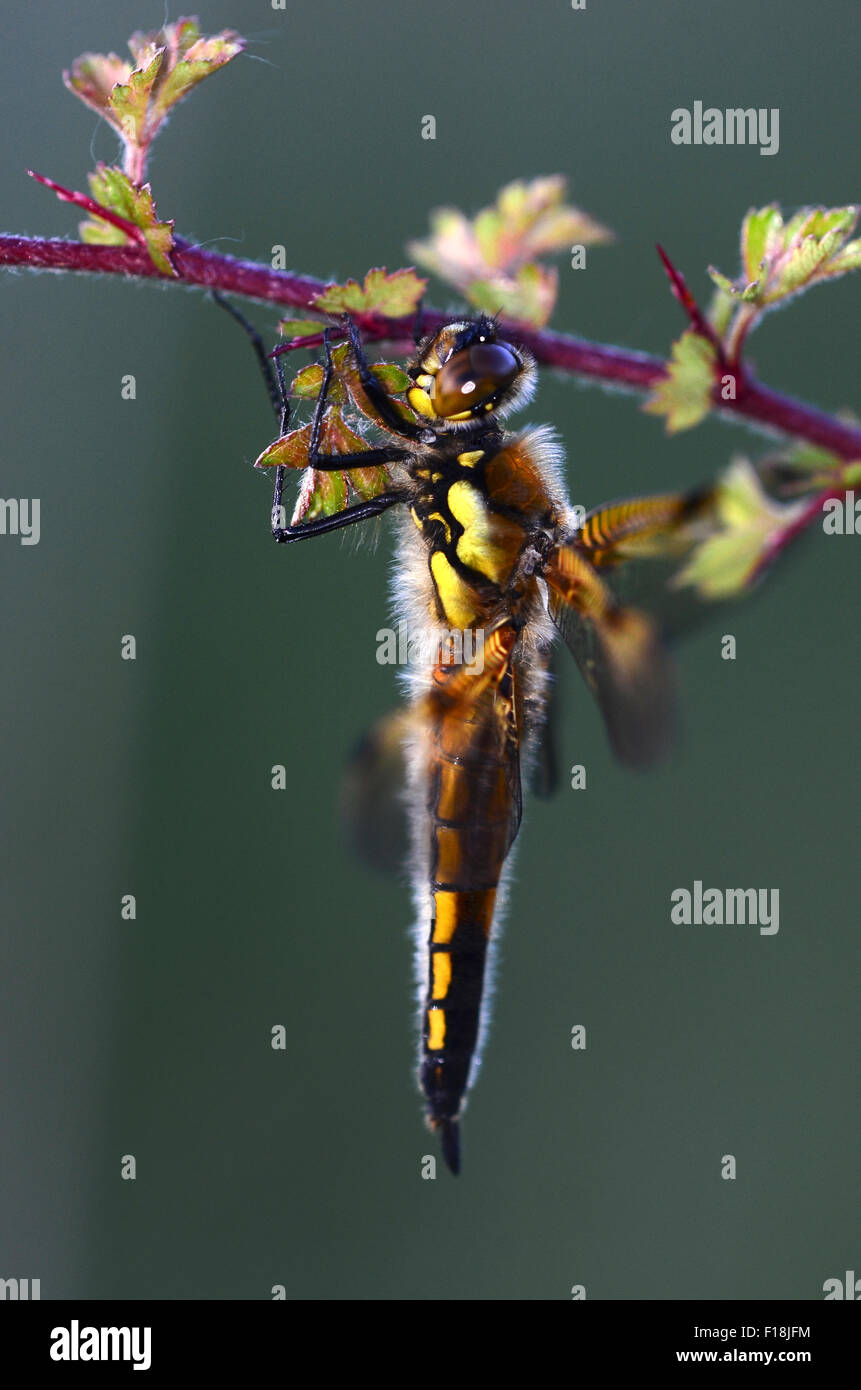 Un quattro-spotted chaser appendere intorno al Regno Unito Foto Stock