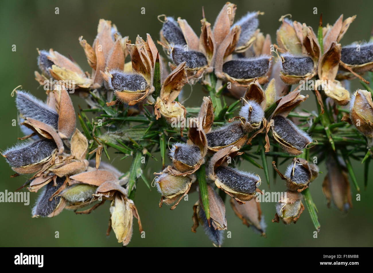 Gorse comune con seme di maturazione pods UK Foto Stock