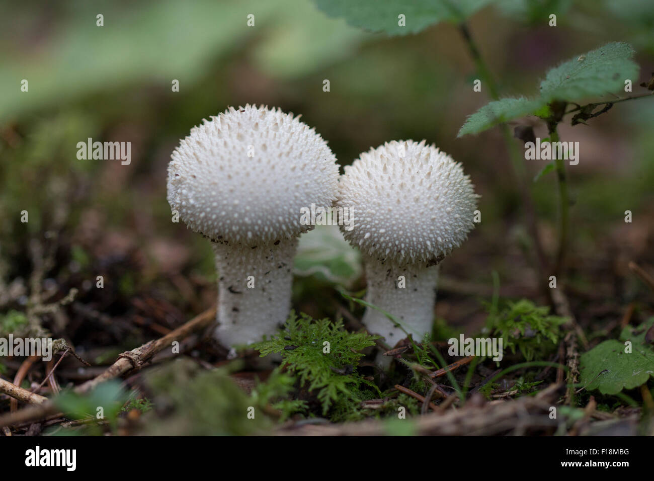 Due comuni funghi puffball sul percorso del bosco. Foto Stock