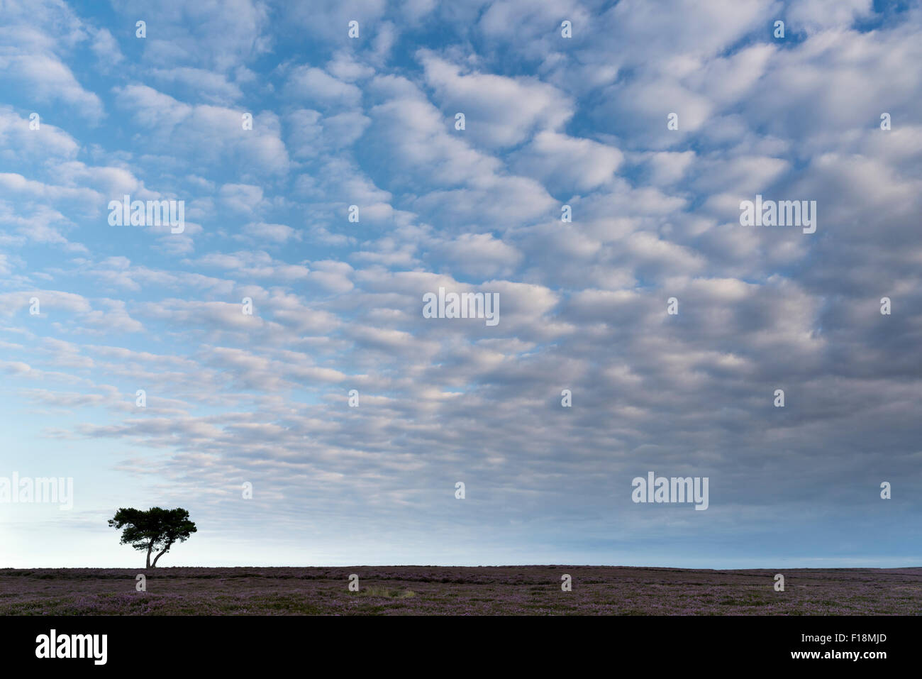 Lone Tree e heather in bloom su Seacliffe Hotel Moro, il North Yorkshire Moors, Inghilterra, Agosto 2015 Foto Stock