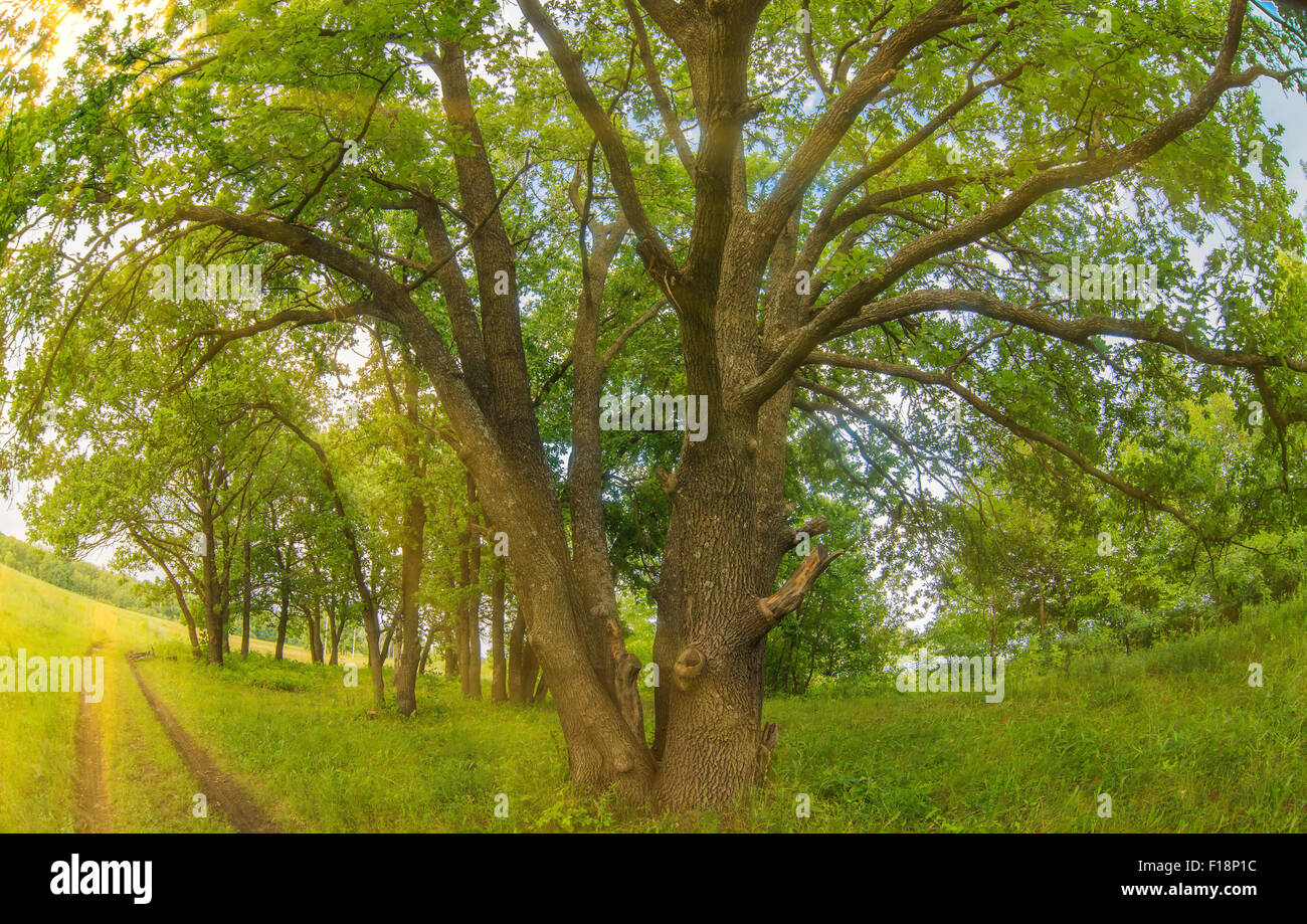 Oak sorge accanto ad una strada forestale verde paesaggio estate Foto Ru Foto Stock