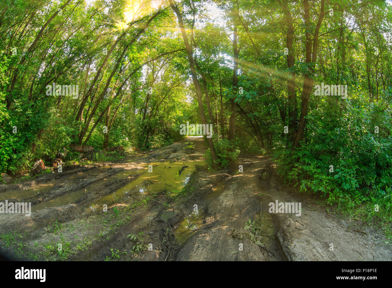 La Russia su strada forestale e sporcizia pozzanghere nei boschi, off-road green Foto Stock