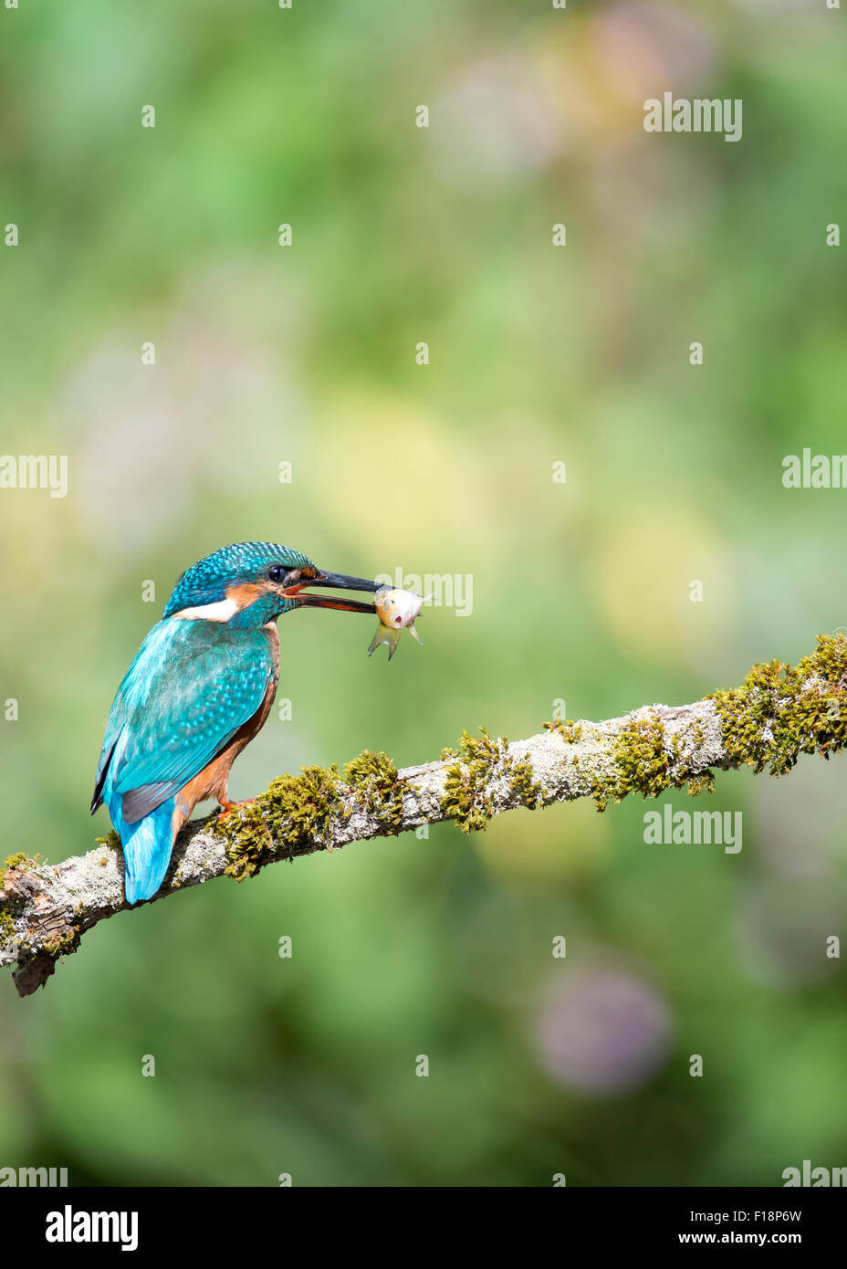 KIngfisher (Alcedo atthis) appollaia con un pesce pescato fotografia scattata in naturale habitat fluviale nel Regno Unito. Foto Stock