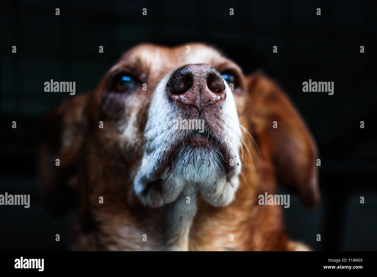Ein Hundeportrait bei dem wachen die Augen in der HIntergrundunschärfe liegen, die Schnauze angegraute den Mittelpunkt bildet. Foto Stock