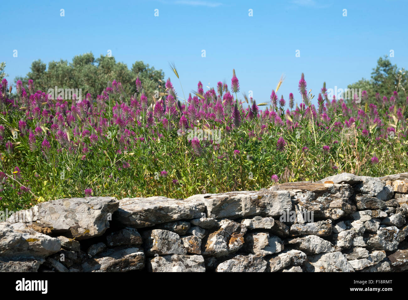 Griechenland, Kykladen, Naxos, Moni, Flora bei der Kirche Panagia Drossiani Foto Stock